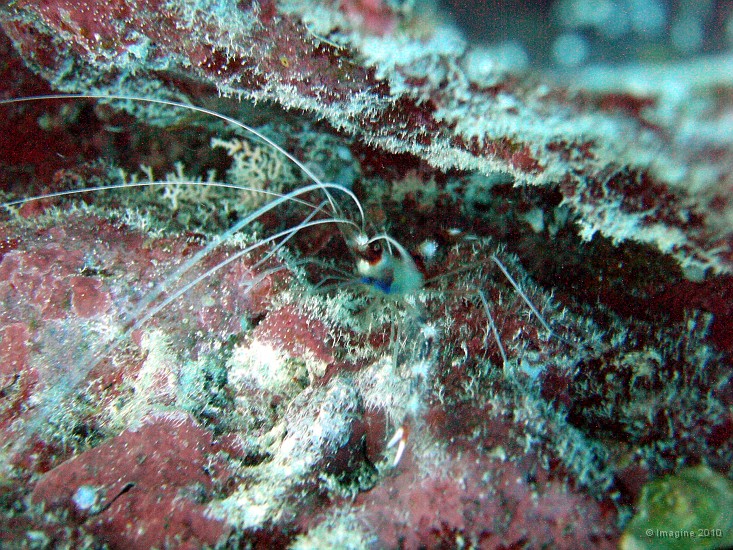 93- Crevette nettoyeuse de 5m environ - Recif Kuta.JPG